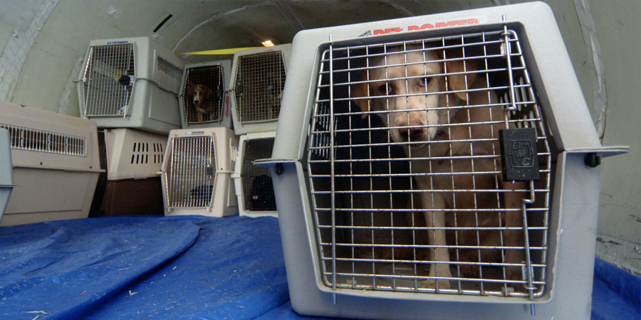 Mascotas en el avión